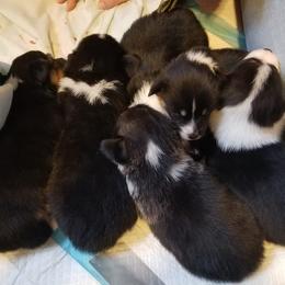 Pembroke Welsh Corgi Puppies from McFadden's Corgis