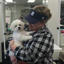  Puppies from Wendan Bichons