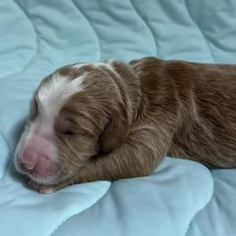 Wyatt - Red  male Goldendoodle puppy in Placerville, California from New Dawn Poodles and Doodles