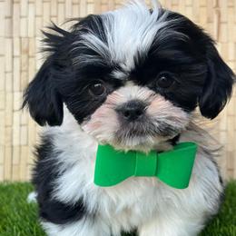 Ferrari - Black and white male Shih Tzu puppy in San Tan Valley, Arizona from My Puppy Tzu