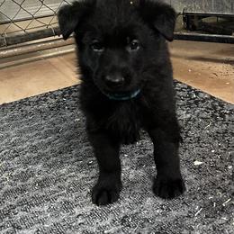 Blue Male - Black male German Shepherd puppy in Puyallup, Washington from Majestic Royal German Shepherd’s