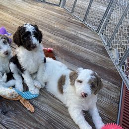 Aussiedoodle and Goldendoodle Puppies from Cuddly Doodles