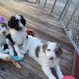 Aussiedoodle and Goldendoodle Puppies from Cuddly Doodles