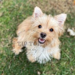 Flora - Yorkshire Terrier