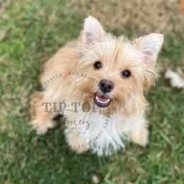 Flora - Yorkshire Terrier