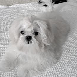 star - Shih Tzu