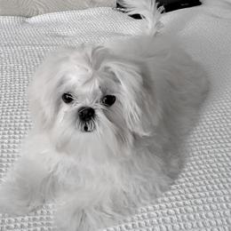 star - Shih Tzu