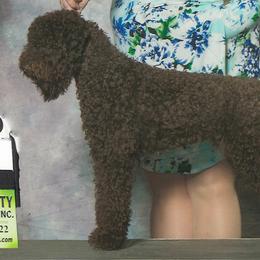 Lagotto Romagnolo puppies from Almar Lagotto