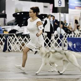 Siberian Huskies from Powdermist Siberians, LLC.
