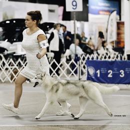 Siberian Huskies from Powdermist Siberians, LLC.