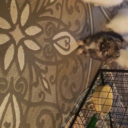 Pomeranian Puppies from Picky Chic Pomeranians