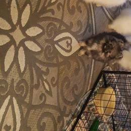 Pomeranian Puppies from Picky Chic Pomeranians