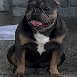 Mochi - French Bulldog