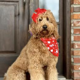 Gracie - Goldendoodle
