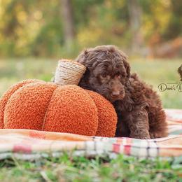 Aussiedoodle Puppies from Dani's Dandy Doodles