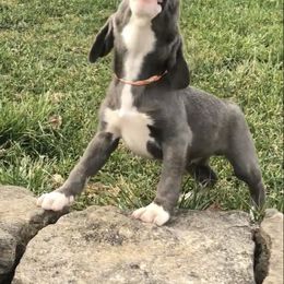 Mountain Cur Puppies from Walnut Ridge Mountain Curs