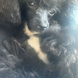 Dante - Poodle