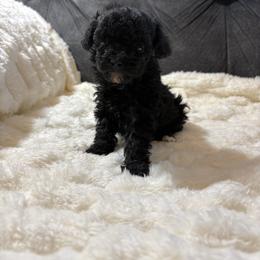 Fudge - Black male Poodle puppy in San Antonio, Texas from Sweet as dessert puppies