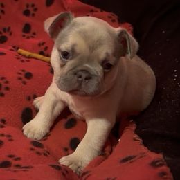 Claribel - Blue fawn female French Bulldog puppy in Spokane, Washington from Lilac City Frenchies