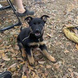 Ms America - Bi-color female German Shepherd puppy in Inverness Highlands South, Florida from Von der Tetiaroa German Shepherd dogs