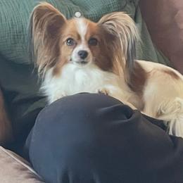 Fifi - Papillon