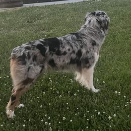Australian Shepherds, German Shepherds, and Shetland Sheepdogs from Autumn Kennels