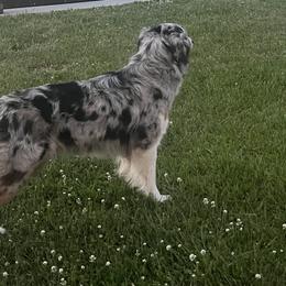 Australian Shepherds, German Shepherds, and Shetland Sheepdogs from Autumn Kennels