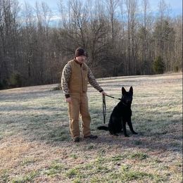 German Shepherd Puppies from Cornil Dariy