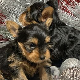 Yorkshire Terrier Puppies from YorkiStars