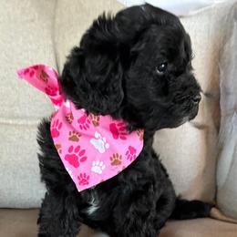 Pinkie ESA lines Super coat Free Month Insurance Vet checked - Black female Schnoodle puppy in Temple, Texas from Schnauzers Of Taylor