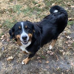 Ellie - Bernese Mountain Dog