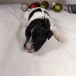 Comet - Parti male Poodle puppy in Luana, Iowa from Country View Bernedoodles and Goldendoodles