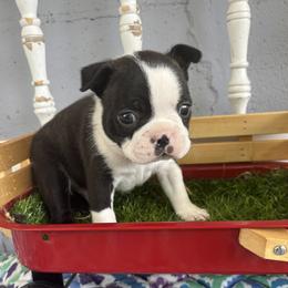 Salem - Black and white male Boston Terrier puppy in Alabama from Southern Bulldogs