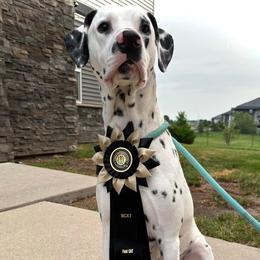 Dalmatian All Grown Up from Rosais Acres LLC