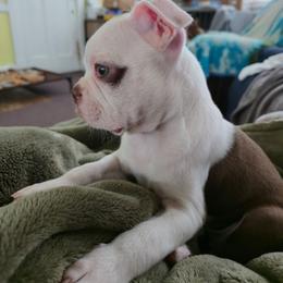 Sassy - Seal and white female Boston Terrier puppy in Omaha, Illinois from Puppi Guppies
