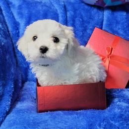 Bichon Frise Puppies from Wonder Bichons