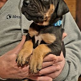 Great Dane Puppies from Lakefront Danes