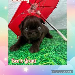 Dolly - Liver female Shih Tzu puppy in Beatrice, Nebraska from I Shih Tzu Not Puppies