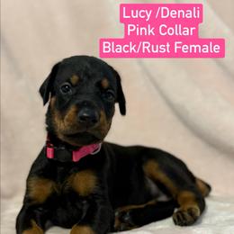 Pink Collar - Black and rust female Doberman Pinscher puppy in Lake City, Florida from Paintedcrazy Doberman Pinchers