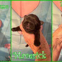 Maverick - Liver male Shih Tzu puppy in Beatrice, Nebraska from I Shih Tzu Not Puppies