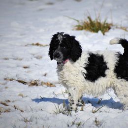 Poodle Puppies from MD Triple Creek Ranch