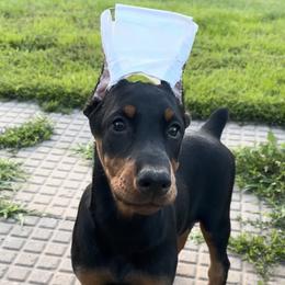Girl 1 - Black and rust female Doberman Pinscher puppy in Centralia, Missouri from TopSpots Farm