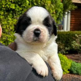 Orange Collar - Brown and white male Saint Bernard puppy in New York from Johnson Farms