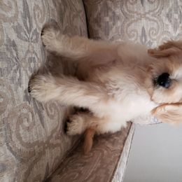 Goldendoodle and Poodle Puppies from C.P. Puppy Buddies