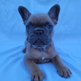 Ellie (Girl 4) - Blue fawn female French Bulldog puppy in Neosho, Missouri from Norris Frenchies