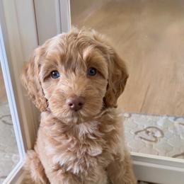 Whisk - Apricot male Goldendoodle puppy in Redmond, Oregon from Bourbon and Lace Doodles