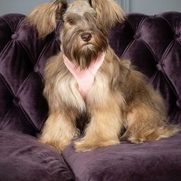 Clara - Miniature Schnauzer