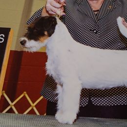  Paris - Russell Terrier