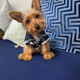 Dylan - Black and tan Yorkshire Terrier puppy in Waldorf, Maryland from Luv My Yorkies, LLC