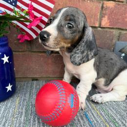 Frankie - Piebald male Dachshund puppy in Tribbey, Oklahoma from Skyview Doxie Ranch